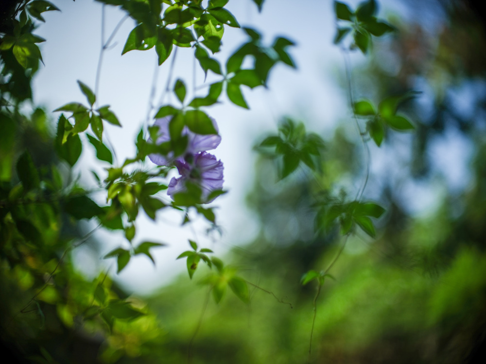 Canon FD 50mm F1.2L 轉接 FUJIFILM GFX50SII