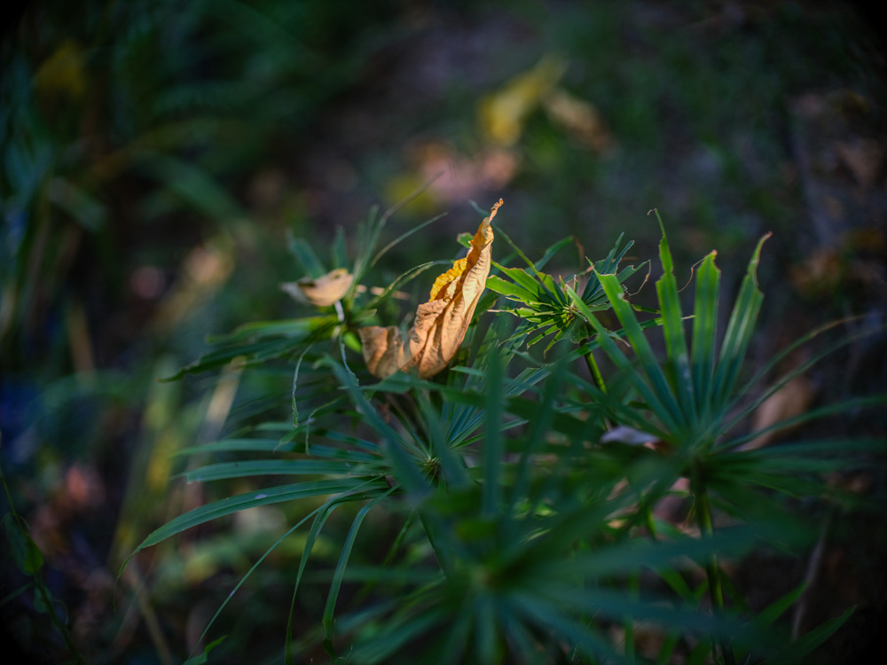 Canon FD 50mm F1.2L 轉接 FUJIFILM GFX50SII