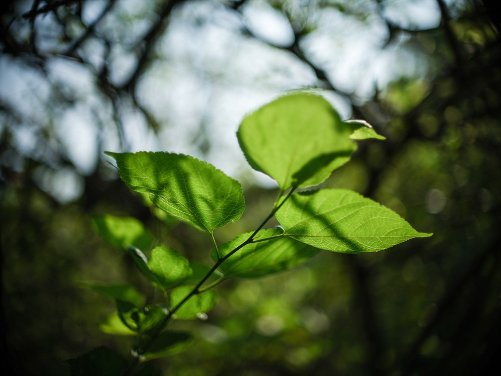 Canon FD 50mm F1.2L 轉接 FUJIFILM GFX50SII