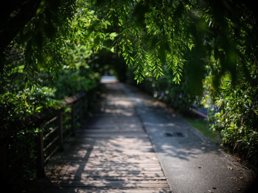 Canon FD 50mm F1.2L 轉接 FUJIFILM GFX50SII