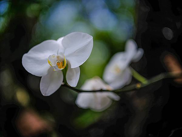 Tamron SP 90mm Macro F2.5 轉接 FUJIFILM GFX50SII