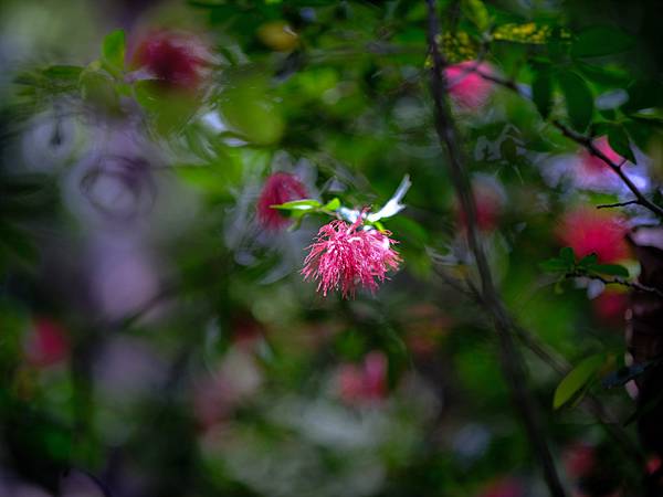 Tamron SP 90mm Macro F2.5 轉接 FUJIFILM GFX50SII