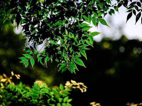 Tamron SP 90mm Macro F2.5 轉接 FUJIFILM GFX50SII