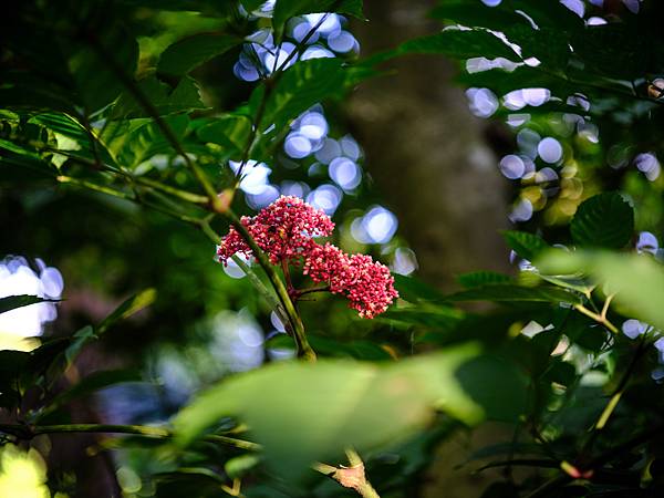 Tamron SP 90mm Macro F2.5 轉接 FUJIFILM GFX50SII