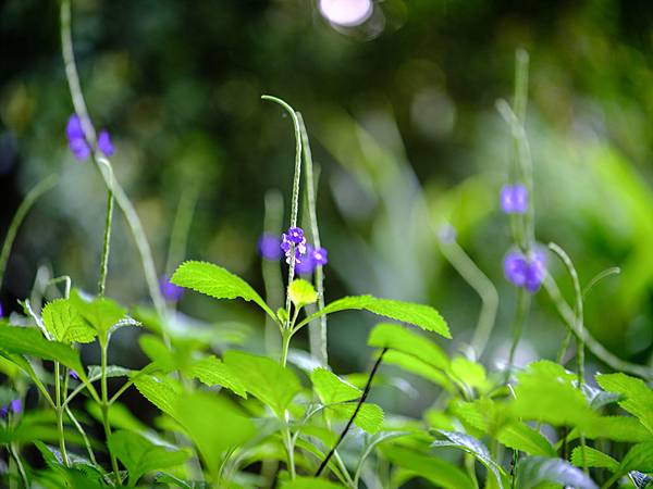 Tamron SP 90mm Macro F2.5 轉接 FUJIFILM GFX50SII