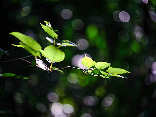 Tamron SP 90mm Macro F2.5 轉接 FUJIFILM GFX50SII