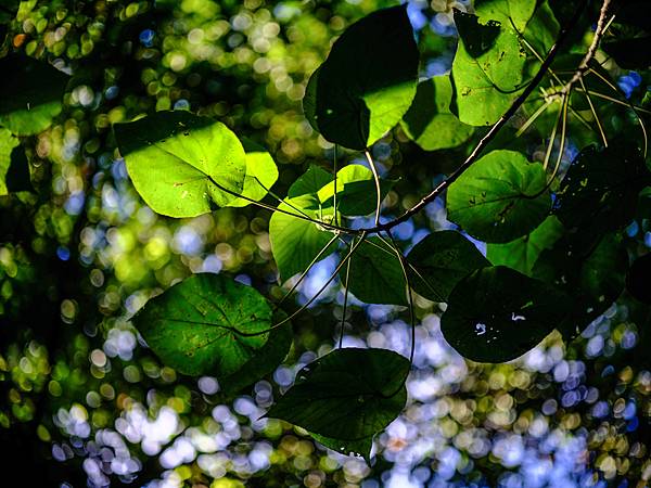 Tamron SP 90mm Macro F2.5 轉接 FUJIFILM GFX50SII