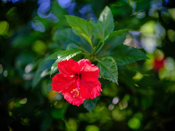 Tamron SP 90mm Macro F2.5 轉接 FUJIFILM GFX50SII