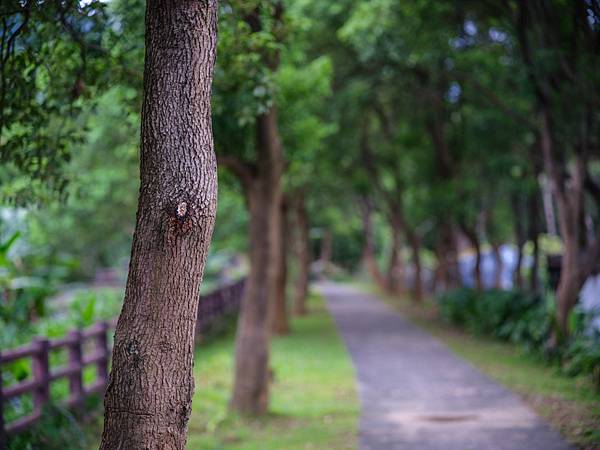 Olympus om 90mm f2 轉接 FUJIFILM GFX50SII主觀分享