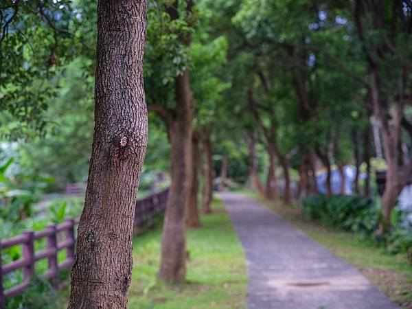 Olympus om 90mm f2 轉接 FUJIFILM GFX50SII主觀分享