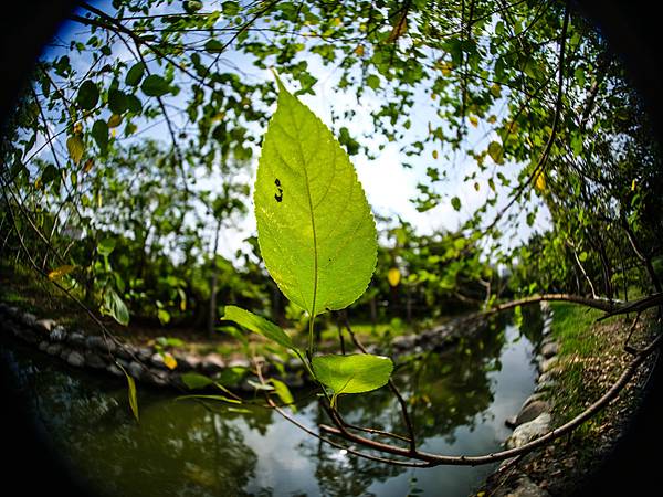 Samyang 12mm F2.8 Fisheye 轉接 FUJIFILM GFX50SII美術館