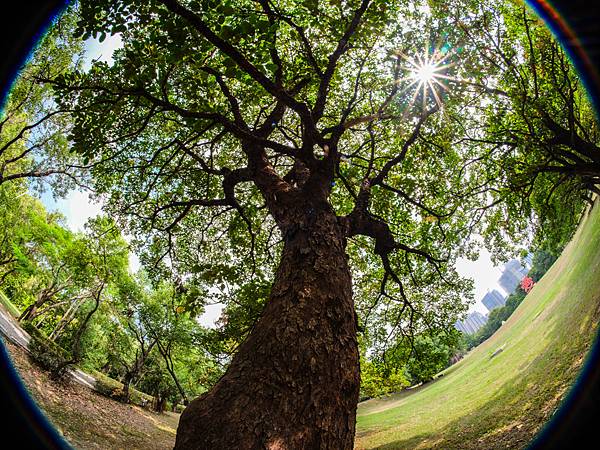 Samyang 12mm F2.8 Fisheye 轉接 FUJIFILM GFX50SII美術館