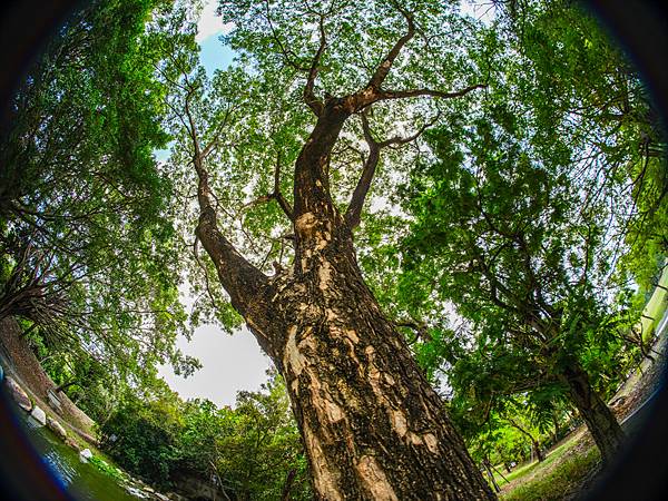 Samyang 12mm F2.8 Fisheye 轉接 FUJIFILM GFX50SII美術館