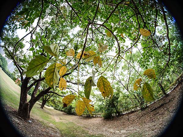 Samyang 12mm F2.8 Fisheye 轉接 FUJIFILM GFX50SII美術館