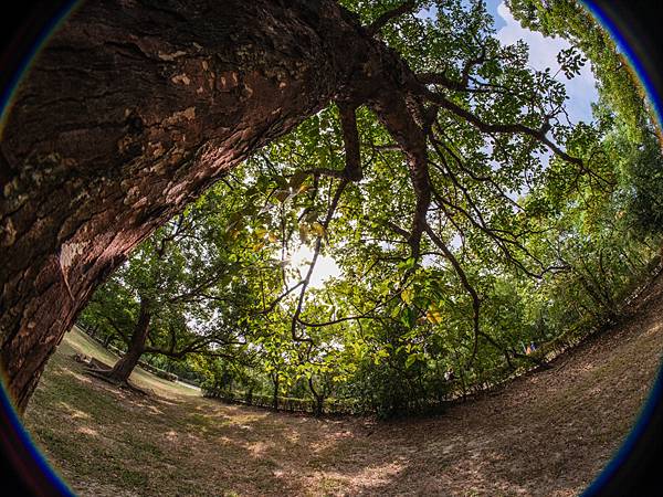 Samyang 12mm F2.8 Fisheye 轉接 FUJIFILM GFX50SII美術館