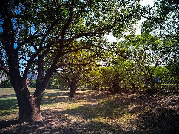 Laowa 12-24mm F5.6 轉接 FUJIFILM GFX50SI