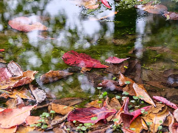 PENTAX FA 645 150mm F2.8 IF 轉接 FUJIFILM GFX50SII