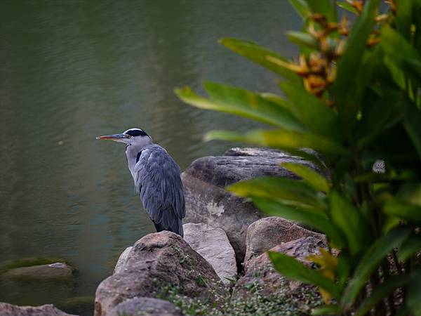 PENTAX FA 645 150mm F2.8 IF 轉接 FUJIFILM GFX50SII