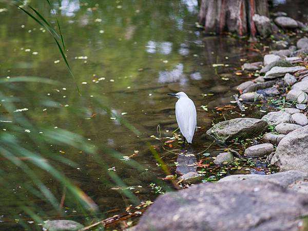 PENTAX FA 645 150mm F2.8 IF 轉接 FUJIFILM GFX50SII