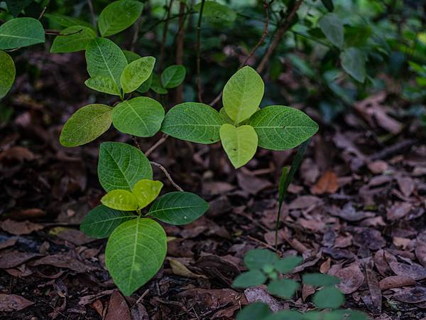 PENTAX FA 645 150mm F2.8 IF 轉接 FUJIFILM GFX50SII