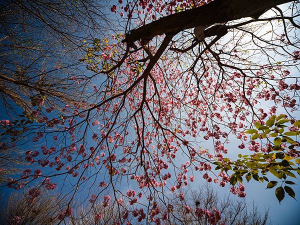 高雄駁二紅花風鈴木攝影記實