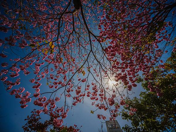 高雄駁二紅花風鈴木攝影記實