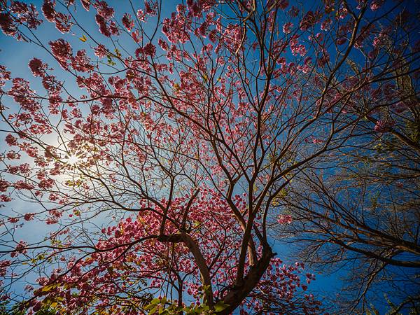 高雄駁二紅花風鈴木攝影記實