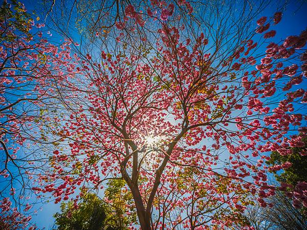 高雄駁二紅花風鈴木攝影記實