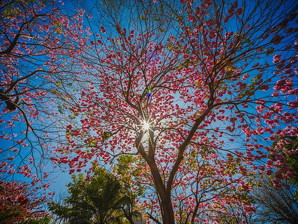 高雄駁二紅花風鈴木攝影記實