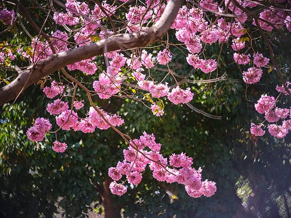 高雄駁二紅花風鈴木攝影記實