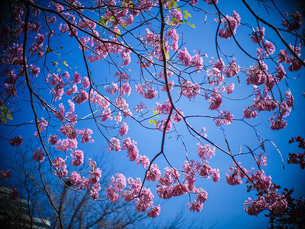 高雄駁二紅花風鈴木攝影記實