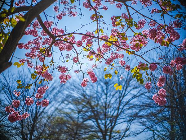 高雄駁二紅花風鈴木攝影記實