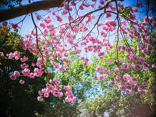 高雄駁二紅花風鈴木攝影記實