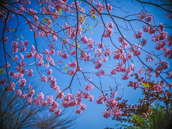 高雄駁二紅花風鈴木攝影記實