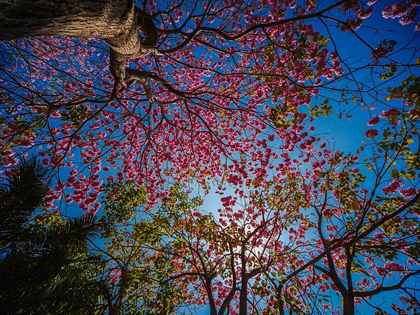 高雄駁二紅花風鈴木攝影記實