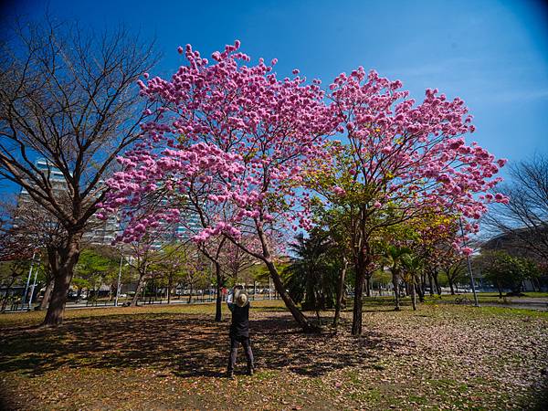 高雄駁二紅花風鈴木攝影記實