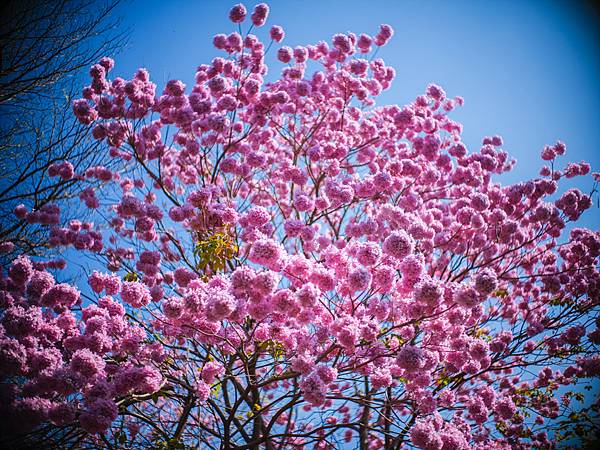 高雄駁二紅花風鈴木攝影記實