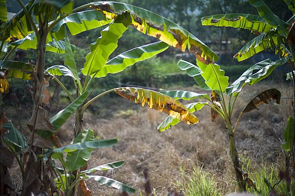 Voigtlander Nokton 50mm f1.0 ASPH 二手開箱文