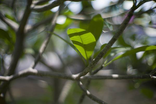 Canon 50mm f0.95 LTM Leica M9老鏡老機