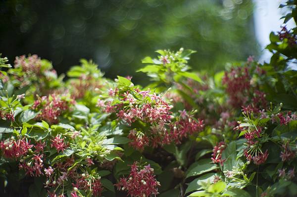 Canon 50mm f0.95 LTM Leica M9老鏡老機