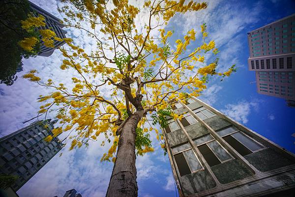 Zeiss Distagon T* 15mm f%2F2.8 ZM 轉接 FUJIFILM GFX50SII