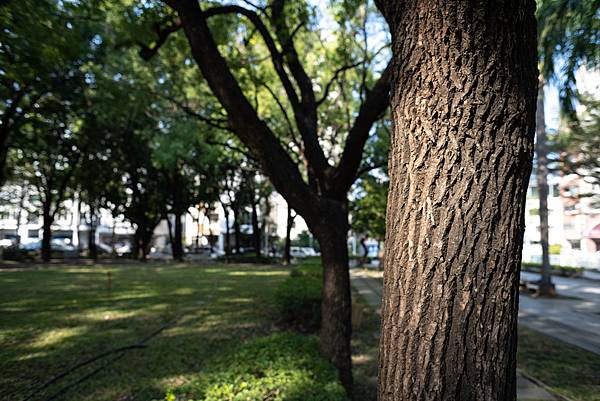 Nikon AIS 24mm f2轉接Nikon z7隨拍分