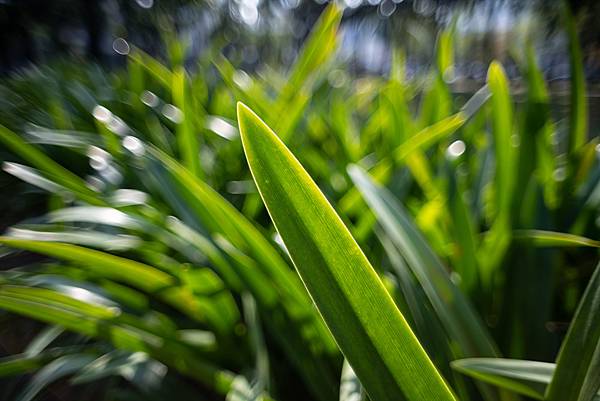 Nikon AIS 24mm f2轉接Nikon z7隨拍分