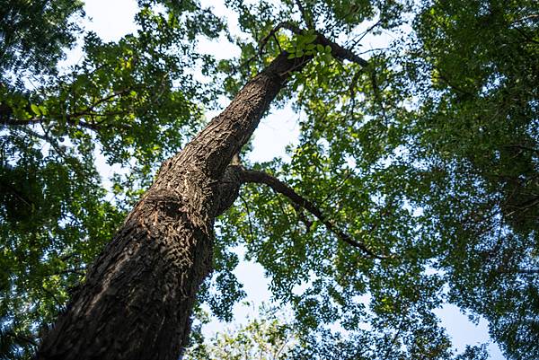 Nikon AIS 24mm f2轉接Nikon z7隨拍分