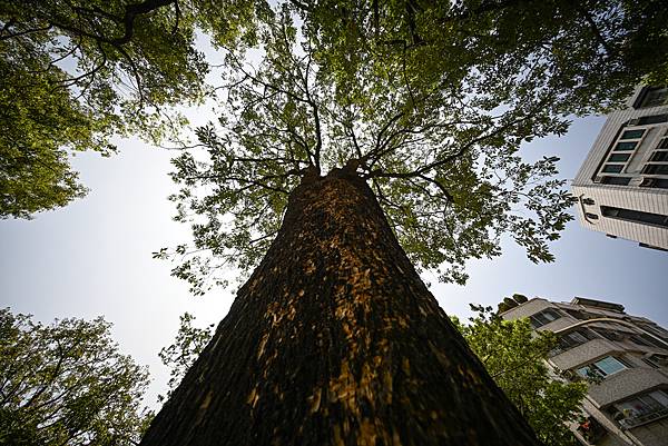 Voigtlander 10mm f5.6轉接Nikon Z