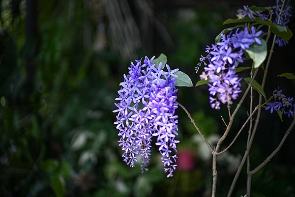 Voigtlander VM 50mm F1.0轉接Niko