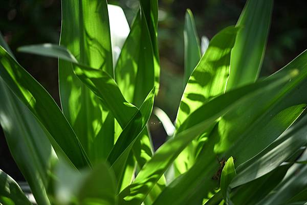 Leica Summilux-M 75mm F1.4轉接Ni