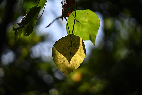 Leica Summilux-M 75mm F1.4轉接Ni