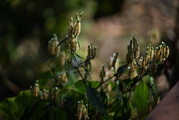 Leica Summilux-M 75mm F1.4轉接Ni