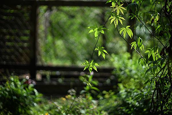 Leica Summilux-M 75mm F1.4轉接Ni